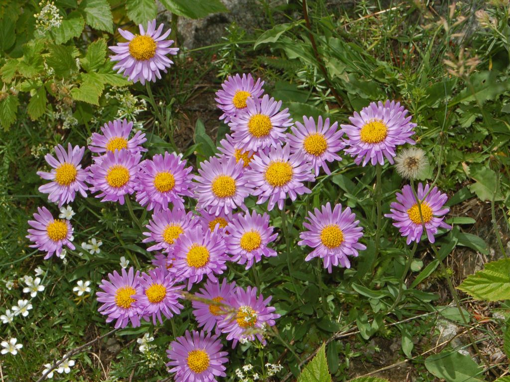 Una asteracea sulle Alpi - Aster alpinus